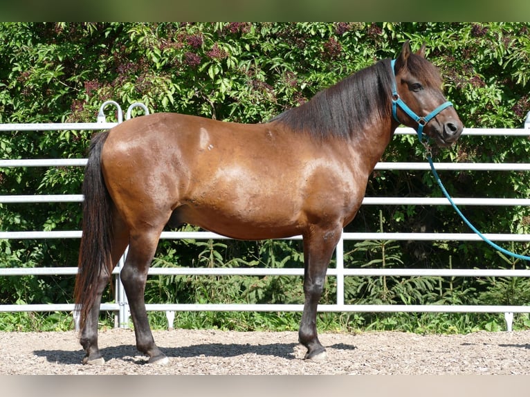 Huçul Hongre 9 Ans 145 cm Isabelle in Ramsau