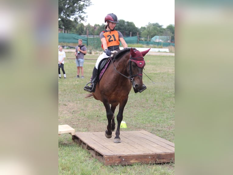 Huçul Hongre 9 Ans 145 cm Isabelle in Ramsau