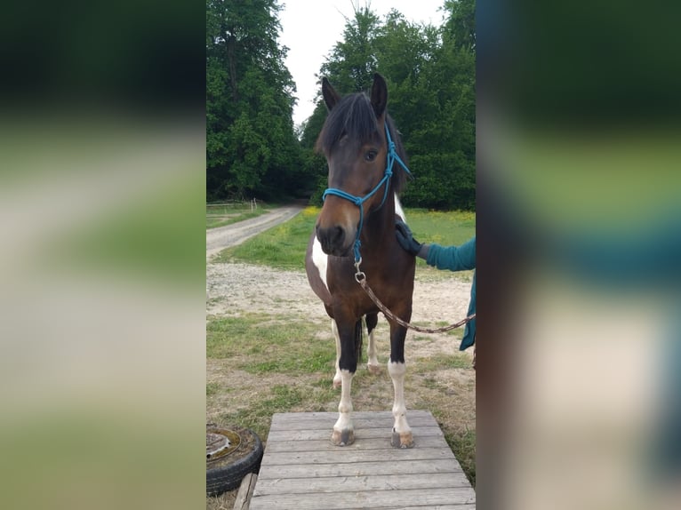 Huçul Hongre 9 Ans 146 cm Pinto in Ranstadt