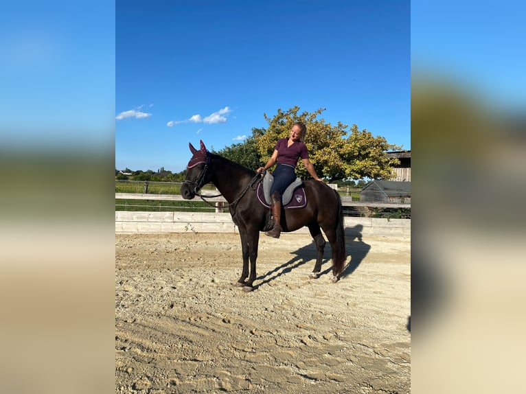 Huçul Croisé Hongre 9 Ans 147 cm Noir in Schönau an der Triesting