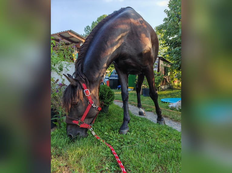 Huçul Croisé Hongre 9 Ans 147 cm Noir in Schönau an der Triesting