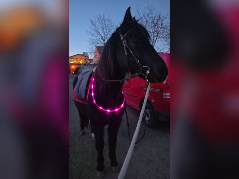 Huçul Croisé Hongre 9 Ans 147 cm Noir in Schönau an der Triesting