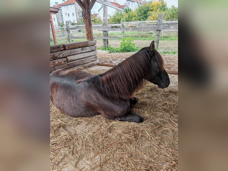 Huçul Croisé Hongre 9 Ans 147 cm Noir in Schönau an der Triesting