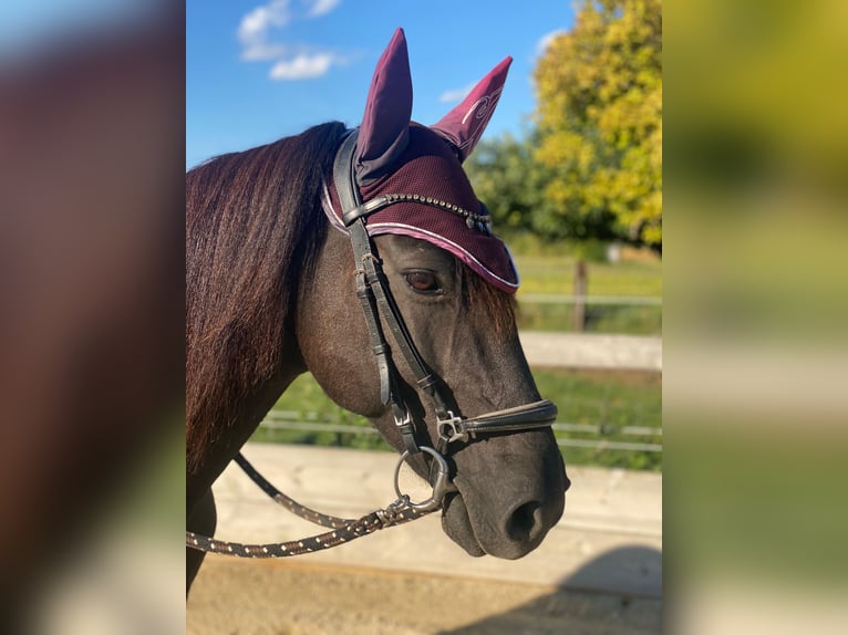 Huçul Croisé Hongre 9 Ans 147 cm Noir in Schönau an der Triesting