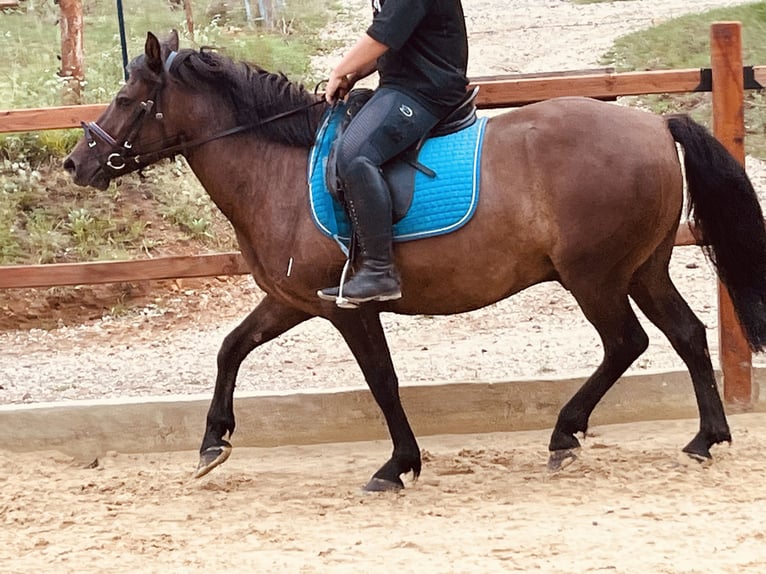 Huçul Hongre 9 Ans 148 cm Bai brun in Ursensollen