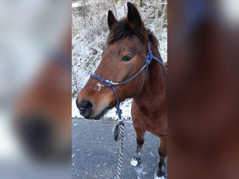 Huçul / Hucul / Huzul Castrone 10 Anni 143 cm Baio in Neukirchen vorm Wald