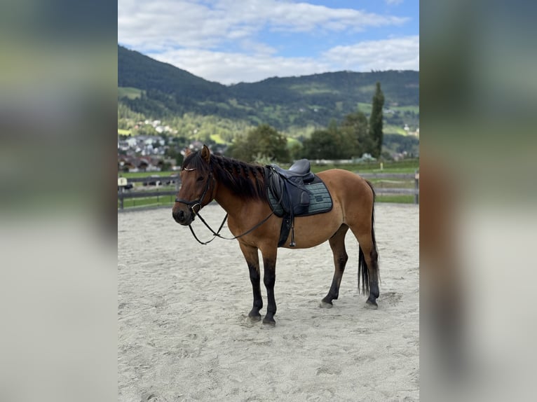 Huçul / Hucul / Huzul Castrone 10 Anni 143 cm Falbo in Sankt Margarethen im Lungau