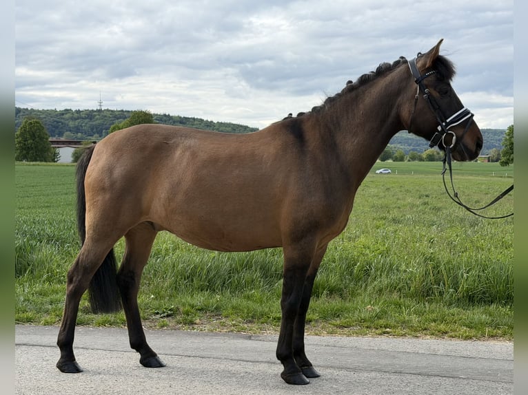 Huçul / Hucul / Huzul Castrone 10 Anni 144 cm Baio scuro in Riedlingen