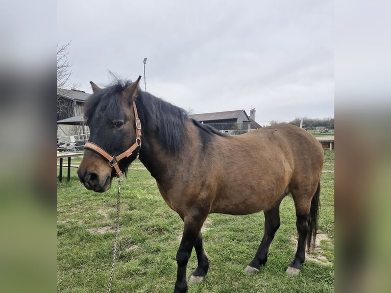 Huçul / Hucul / Huzul Castrone 10 Anni 145 cm Baio in Gföhl