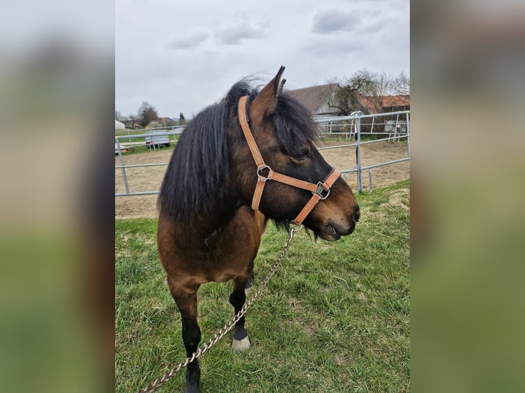 Huçul / Hucul / Huzul Castrone 10 Anni 145 cm Baio in Gföhl