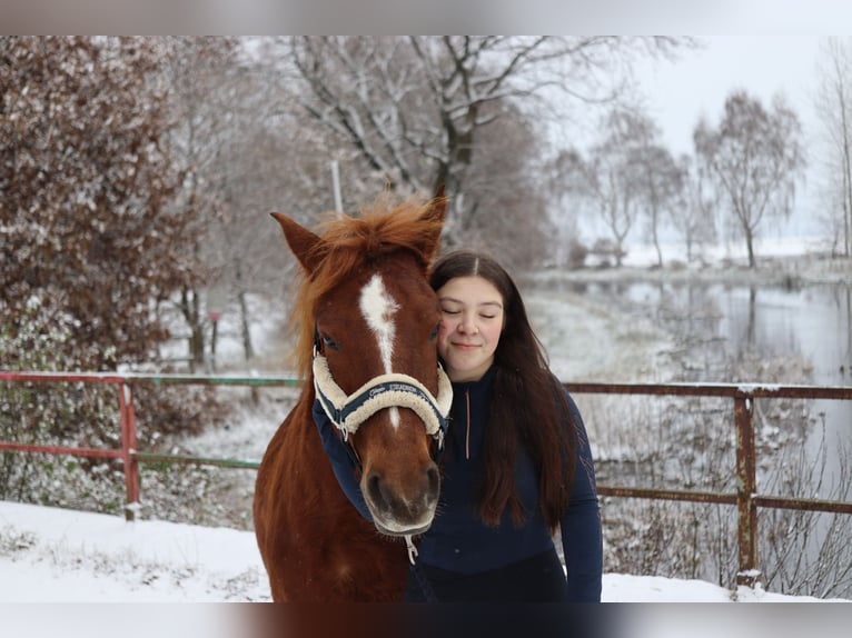 Huçul / Hucul / Huzul Castrone 11 Anni 140 cm Sauro scuro in Hämelhausen