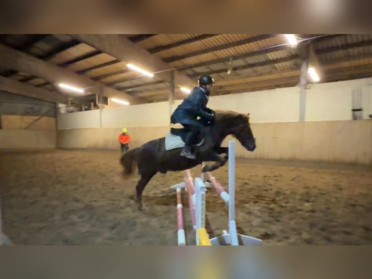 Huçul / Hucul / Huzul Castrone 11 Anni 140 cm Sauro scuro in Hämelhausen