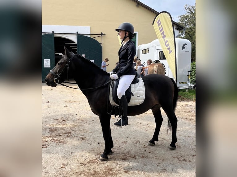 Huçul / Hucul / Huzul Castrone 12 Anni 138 cm Baio scuro in Steinerkirchen