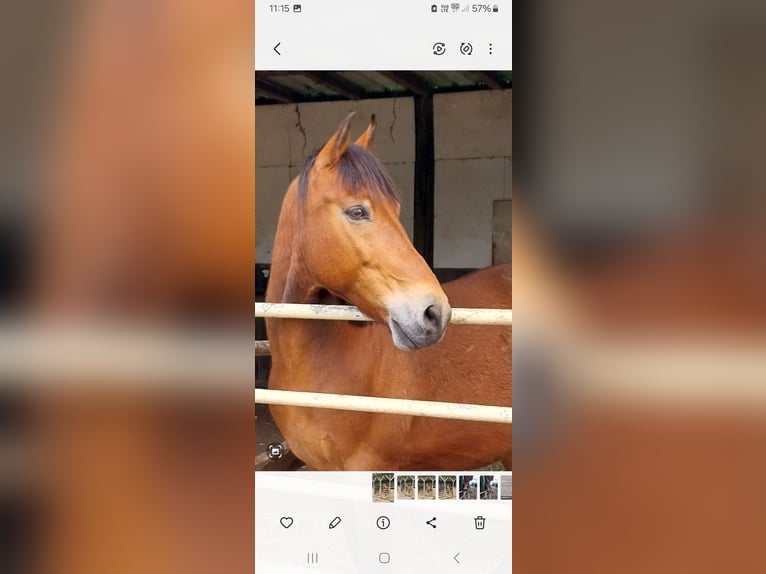 Huçul / Hucul / Huzul Mix Castrone 12 Anni 146 cm Baio in Velbert