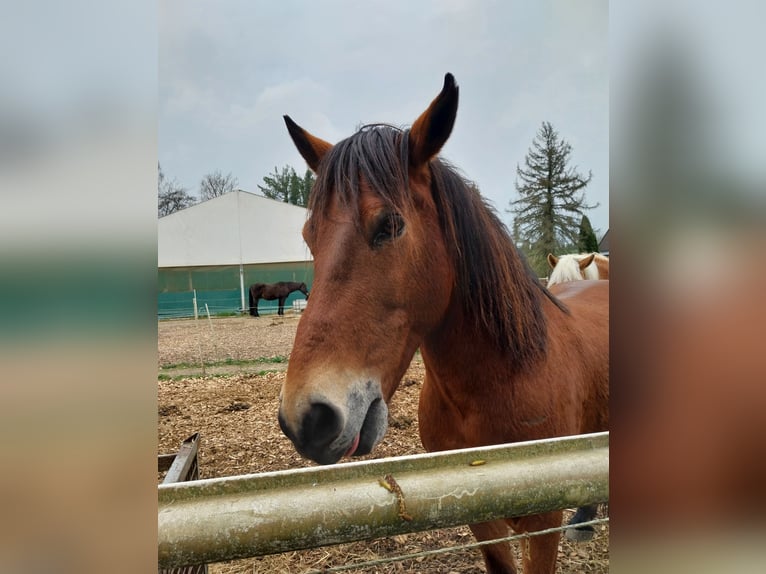 Huçul / Hucul / Huzul Mix Castrone 12 Anni 146 cm Baio in Velbert