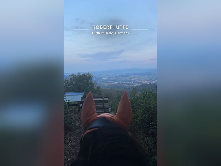 Huçul / Hucul / Huzul Castrone 14 Anni 139 cm Pezzato in Furth im Wald