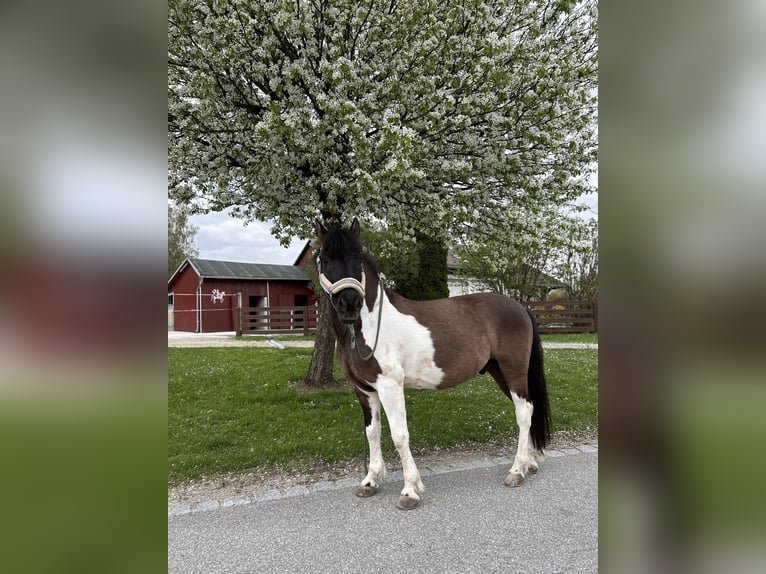 Huçul / Hucul / Huzul Castrone 14 Anni 139 cm Pezzato in Furth im Wald