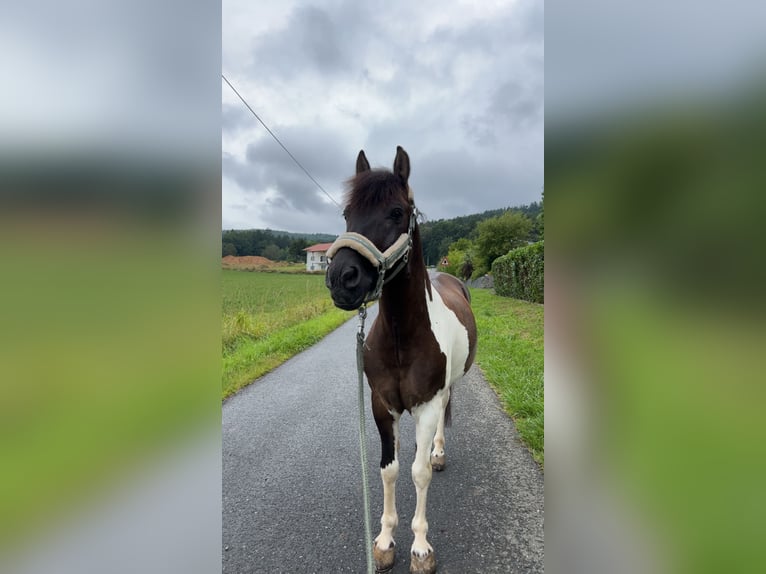 Huçul / Hucul / Huzul Castrone 14 Anni 139 cm Pezzato in Furth im Wald