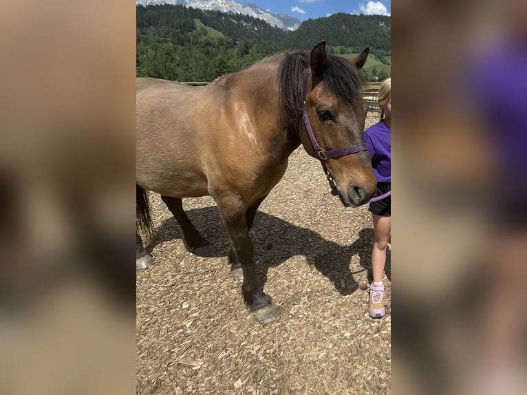 Huçul / Hucul / Huzul Castrone 15 Anni 145 cm Baio scuro in Irdning-Donnersbachtal