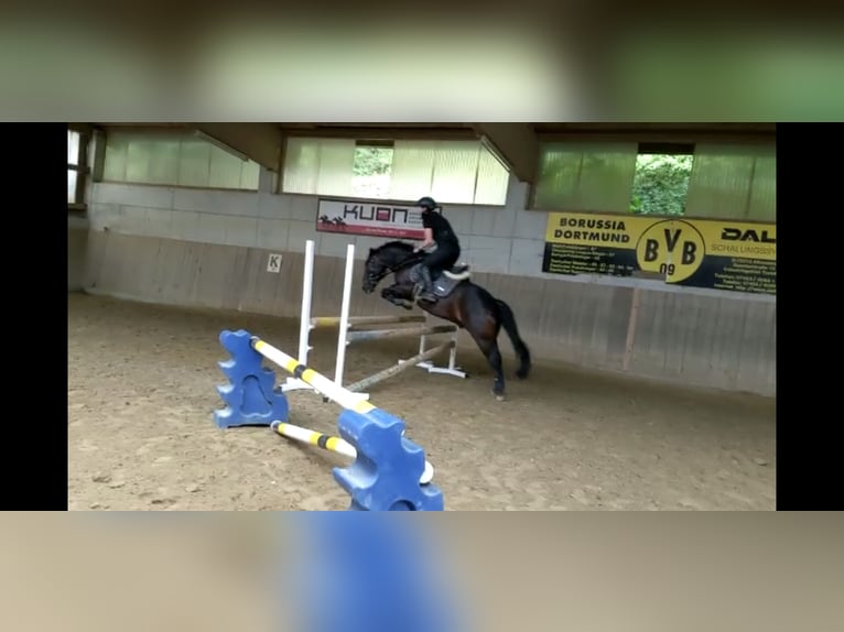 Huçul / Hucul / Huzul Castrone 16 Anni 145 cm Baio scuro in Altensteig