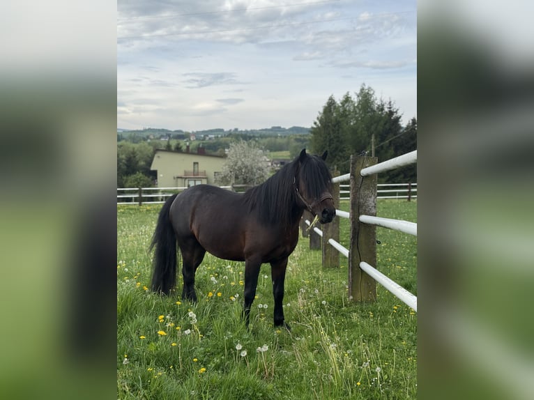 Huçul / Hucul / Huzul Castrone 3 Anni 140 cm Baio ciliegia in Kąty