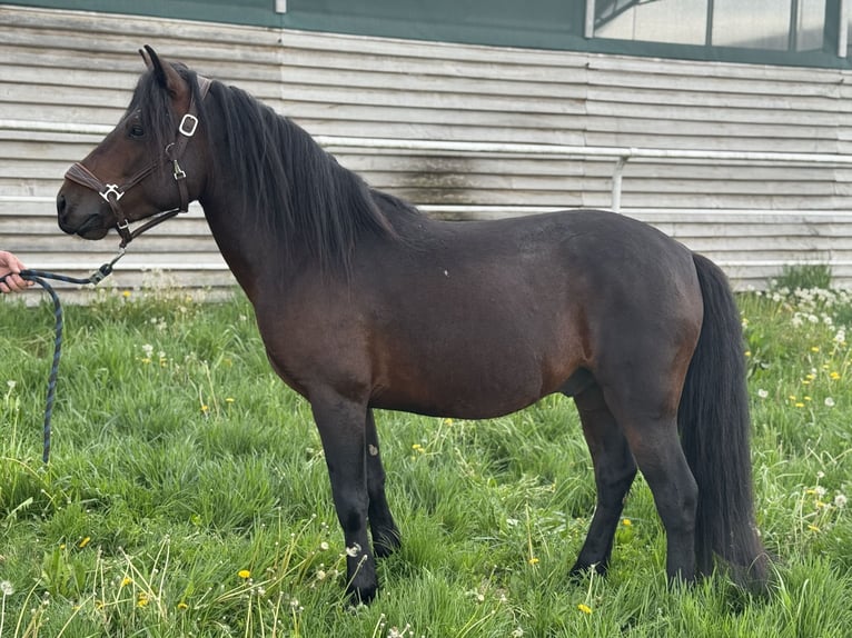 Huçul / Hucul / Huzul Castrone 3 Anni 140 cm Baio ciliegia in Kąty