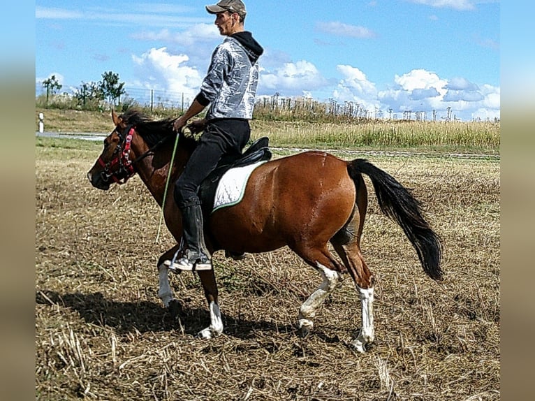 Huçul / Hucul / Huzul Castrone 3 Anni 140 cm Pezzato in Buttst&#xE4;dt