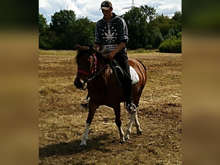 Huçul / Hucul / Huzul Castrone 3 Anni 140 cm Pezzato in Buttst&#xE4;dt