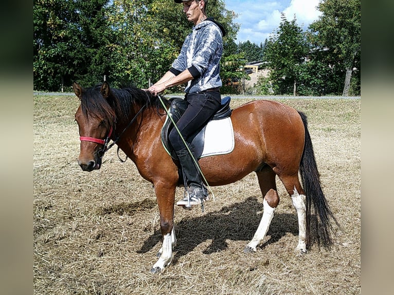 Huçul / Hucul / Huzul Castrone 3 Anni 140 cm Pezzato in Buttst&#xE4;dt
