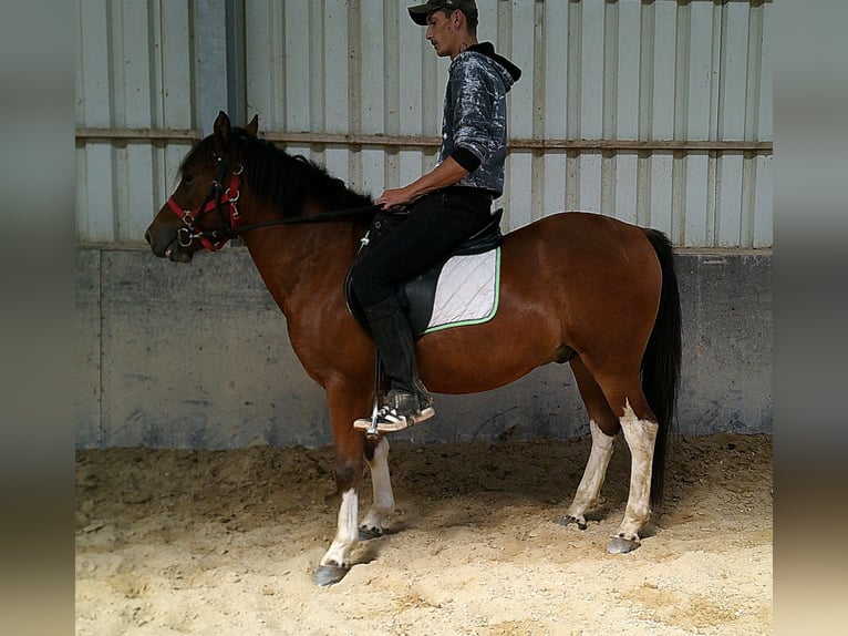 Huçul / Hucul / Huzul Castrone 3 Anni 140 cm Pezzato in Buttst&#xE4;dt