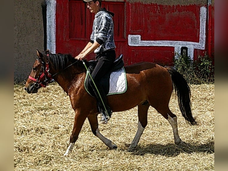 Huçul / Hucul / Huzul Castrone 3 Anni 140 cm Pezzato in Buttst&#xE4;dt