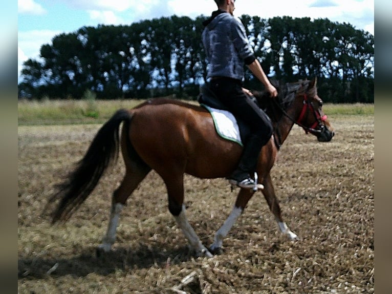 Huçul / Hucul / Huzul Castrone 3 Anni 140 cm Pezzato in Buttst&#xE4;dt