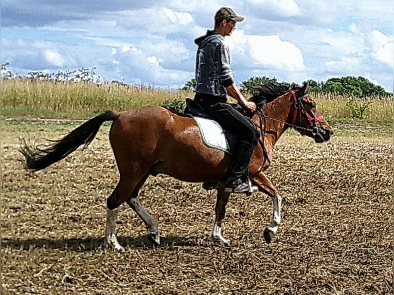 Huçul / Hucul / Huzul Castrone 3 Anni 140 cm Pezzato in Buttst&#xE4;dt