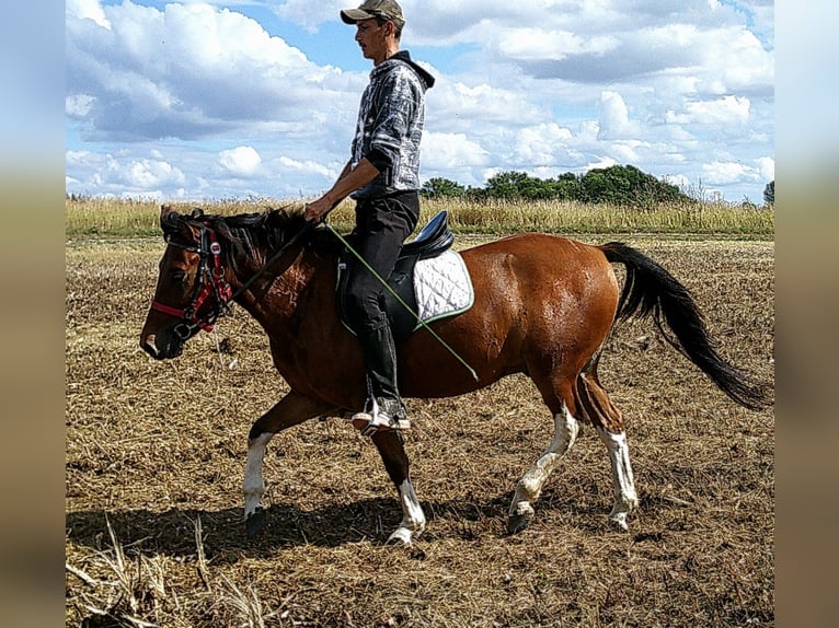 Huçul / Hucul / Huzul Castrone 3 Anni 140 cm Pezzato in Buttst&#xE4;dt