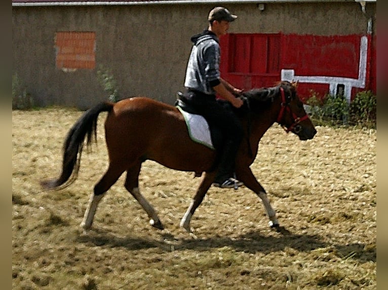 Huçul / Hucul / Huzul Castrone 3 Anni 140 cm Pezzato in Buttst&#xE4;dt