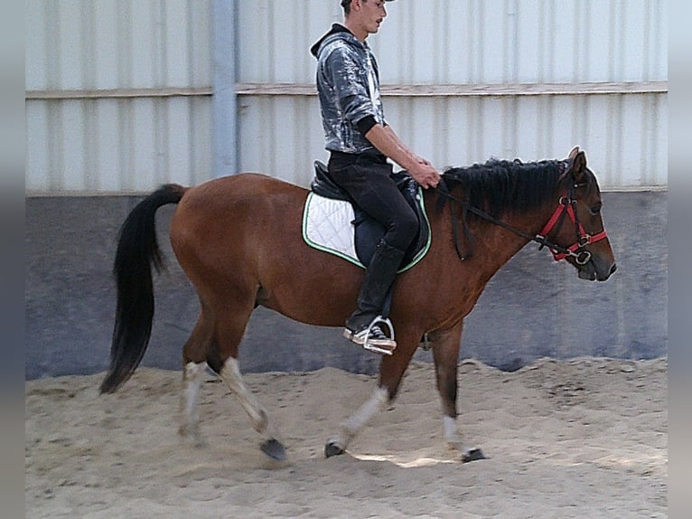 Huçul / Hucul / Huzul Castrone 3 Anni 140 cm Pezzato in Buttst&#xE4;dt