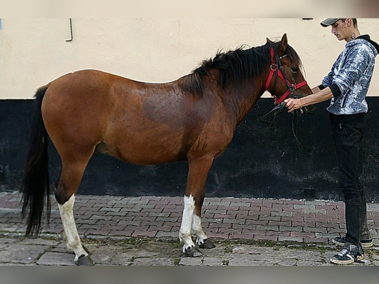 Huçul / Hucul / Huzul Castrone 3 Anni 140 cm Pezzato in Buttst&#xE4;dt