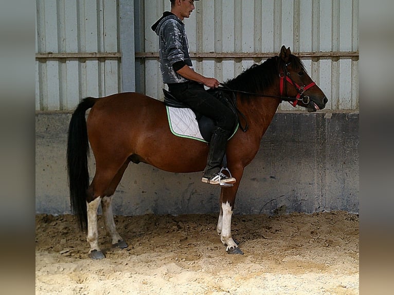 Huçul / Hucul / Huzul Castrone 3 Anni 140 cm Pezzato in Buttst&#xE4;dt