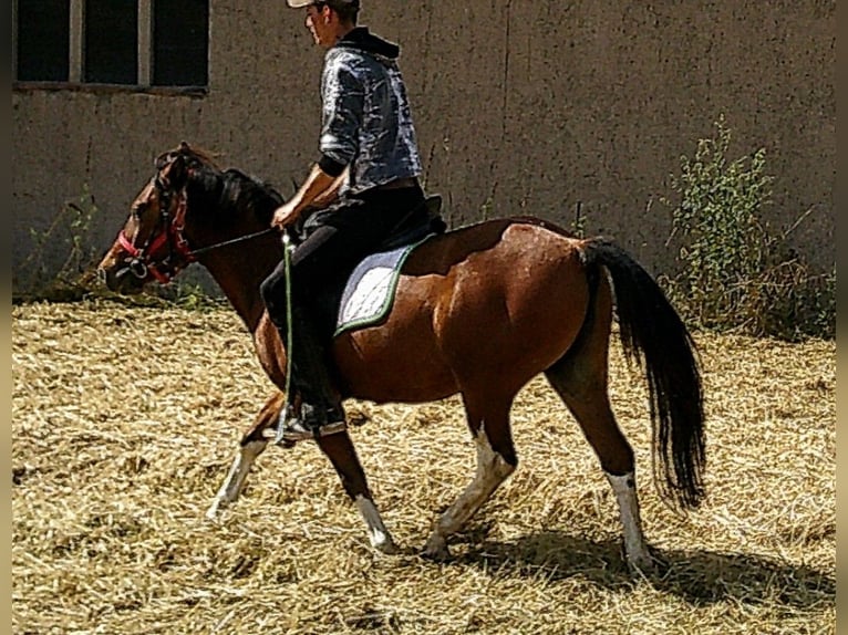 Huçul / Hucul / Huzul Castrone 3 Anni 140 cm Pezzato in Buttst&#xE4;dt