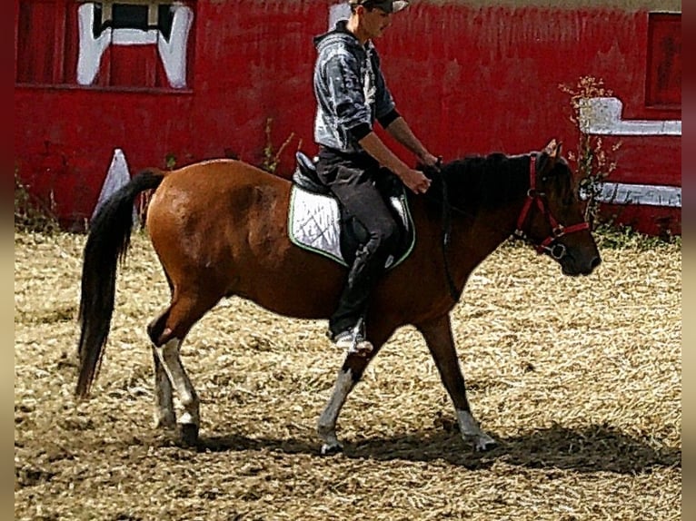 Huçul / Hucul / Huzul Castrone 3 Anni 140 cm Pezzato in Buttst&#xE4;dt