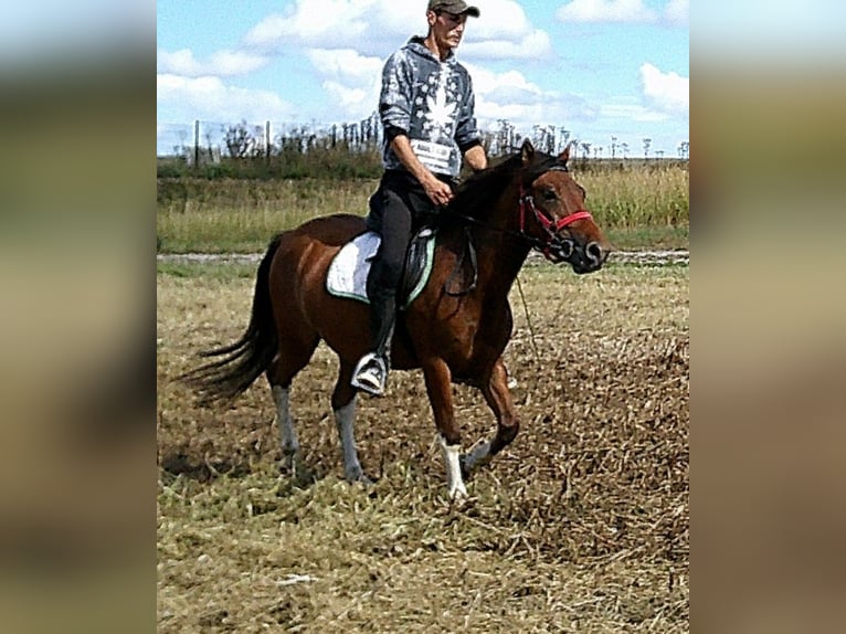 Huçul / Hucul / Huzul Castrone 3 Anni 140 cm Pezzato in Buttst&#xE4;dt