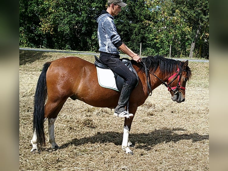 Huçul / Hucul / Huzul Castrone 3 Anni 140 cm Pezzato in Buttst&#xE4;dt