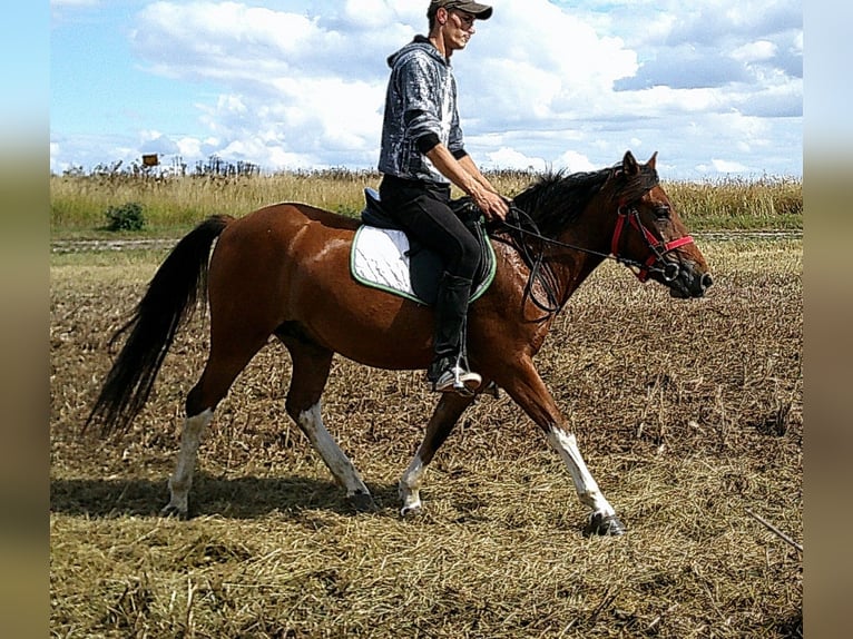 Huçul / Hucul / Huzul Castrone 3 Anni 140 cm Pezzato in Buttst&#xE4;dt