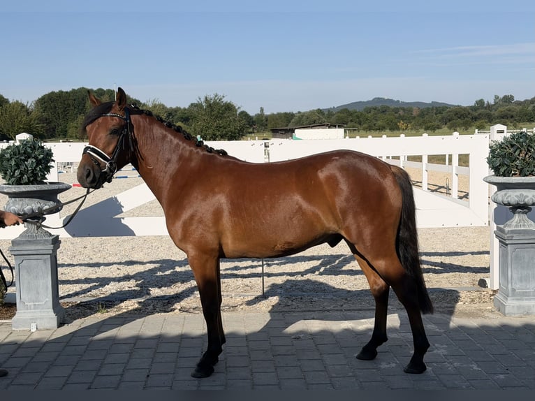 Huçul / Hucul / Huzul Castrone 3 Anni 143 cm Baio in Riedlingen