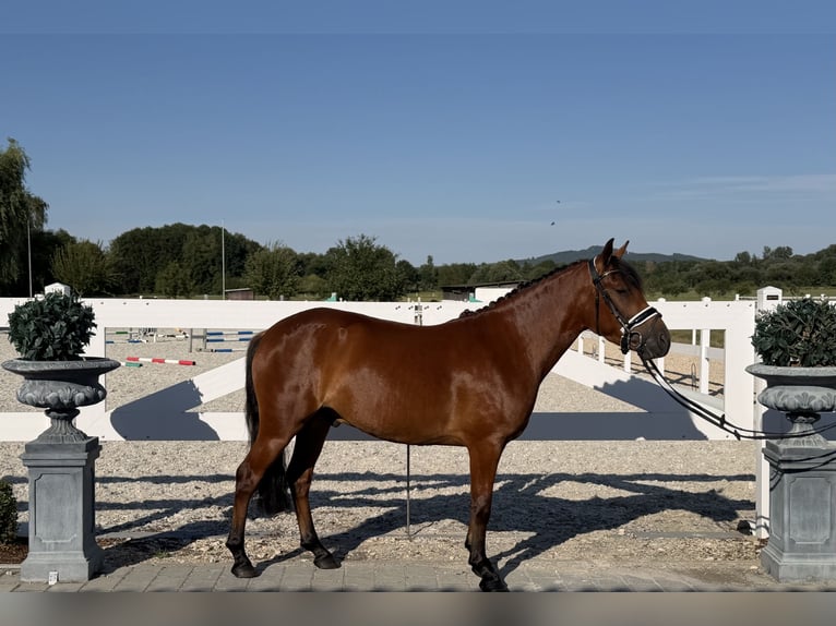 Huçul / Hucul / Huzul Castrone 3 Anni 143 cm Baio in Riedlingen