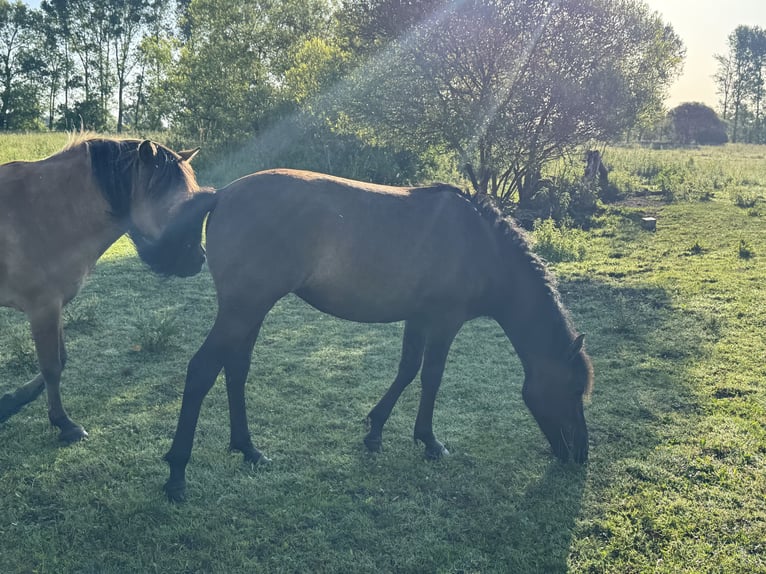 Huçul / Hucul / Huzul Castrone 3 Anni 144 cm Morello in BromeBrome
