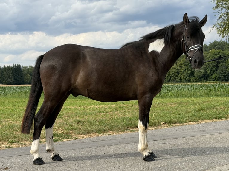 Huçul / Hucul / Huzul Castrone 3 Anni 144 cm Pezzato in Riedlingen