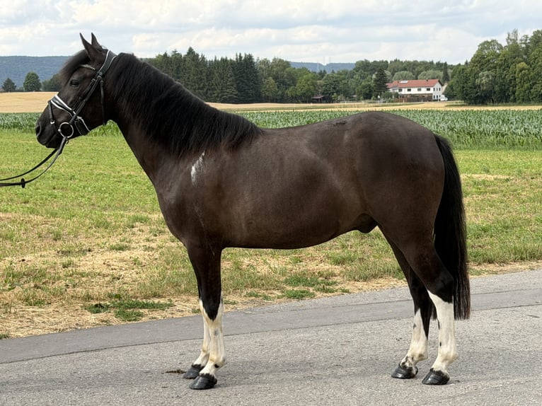 Huçul / Hucul / Huzul Castrone 3 Anni 144 cm Pezzato in Riedlingen