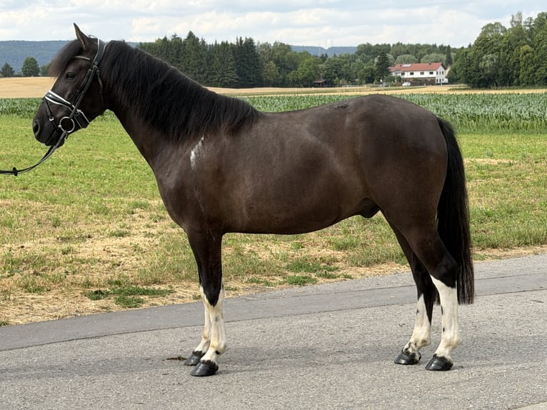 Huçul / Hucul / Huzul Castrone 3 Anni 144 cm Pezzato in Riedlingen