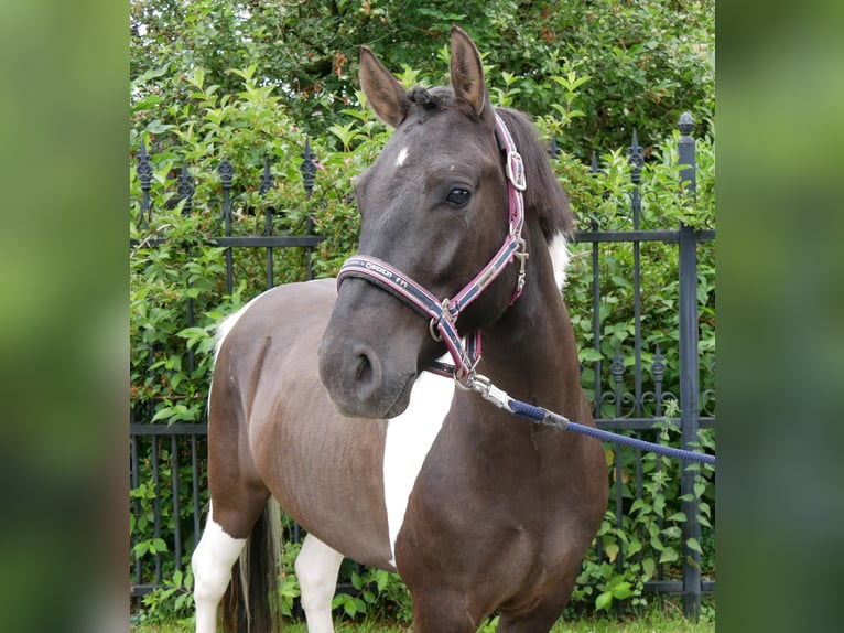 Huçul / Hucul / Huzul Castrone 4 Anni 135 cm Pezzato in Dorsten